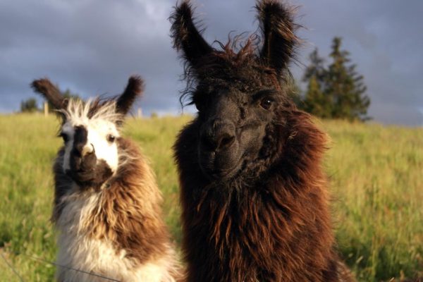 Llama trekking in the Cairngorms Glenshee Ecocamp