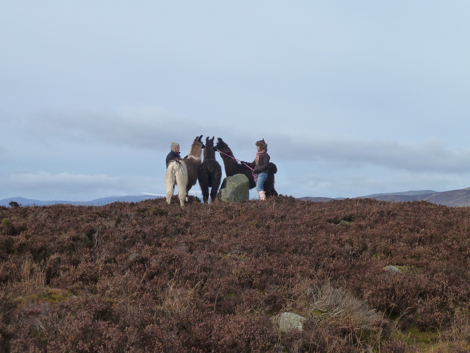 Llama trekking in the Cairngorms Glenshee Ecocamp